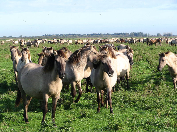 Between 800 and 1150 wild koniks live in the Oostvaardersplassen, a  rewilding project in the Netherlands.