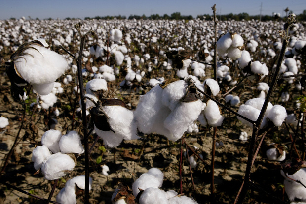  A cotton field waits to be harvested on BTC farm near Clarksdale Mississippi.