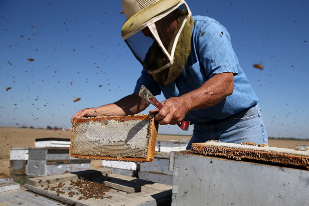 Gene Brandi inspects a bee hive Sept. 5, 2014 in Los Banos, California.  