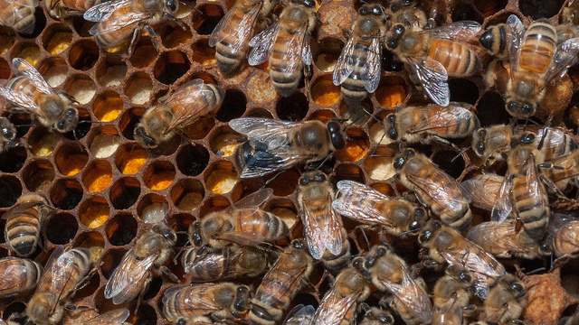 Honey bees are shown in the U.S. Department of Agriculture People's Garden Apiary.