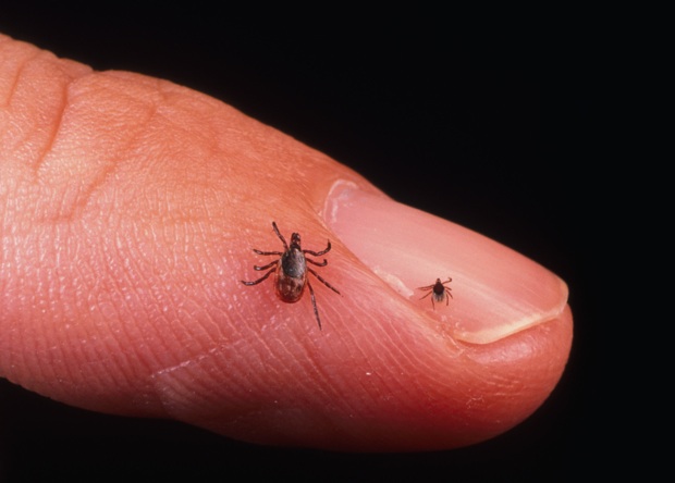 An adult female and nymph tick. 