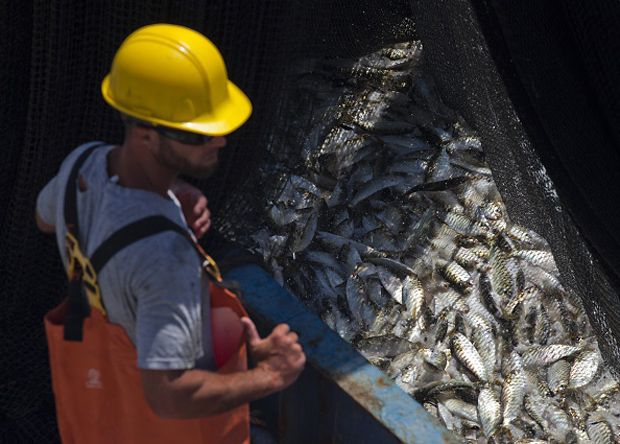 Aaron McIlwee, an apprentice mechanic for Omega Protein, looks on near a net full of Menhaden fish off the coast of Smith Island in Virginia.