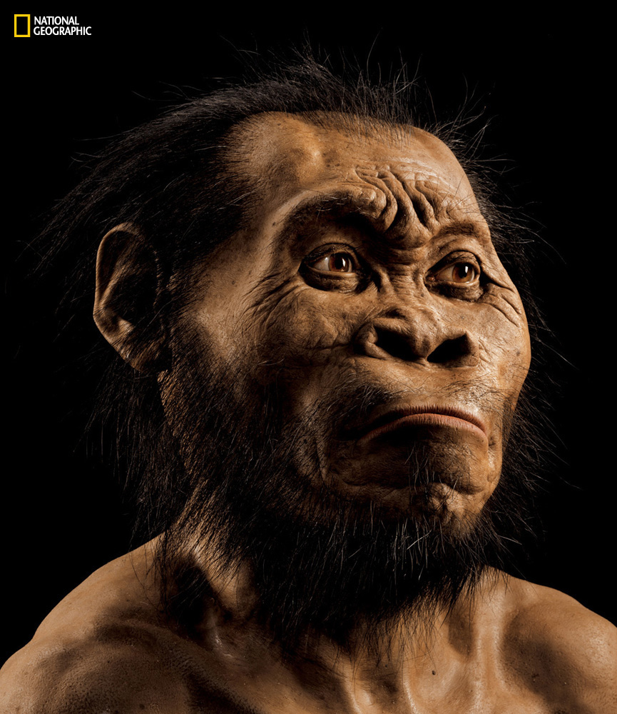 A reconstruction of Homo naledi’s head by paleoartist John Gurche, who spent some 700 hours recreating the head from bone scans. The find was announced by the University of the Witwatersrand, the National Geographic Society and the South African National Research Foundation and published in the journal eLife. 