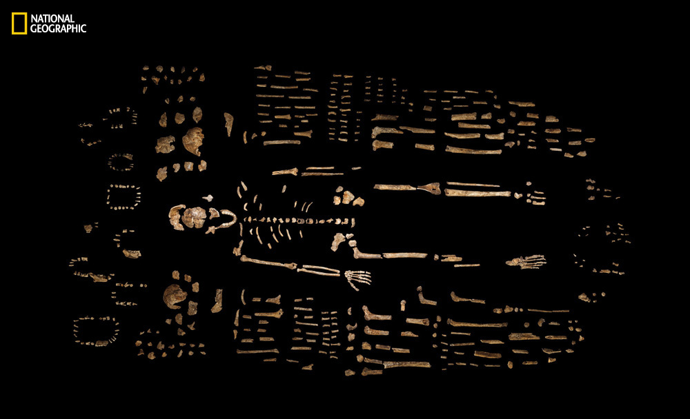 A composite skeleton of H. naledi is surrounded by some of the hundreds of other fossil elements recovered from the Dinaledi Chamber in the Rising Star cave in South Africa. The expedition team was led by National Geographic Explorer-in-Residence Lee Berger of the University of the Witwatersrand. The find was announced by the University of the Witwatersrand, the National Geographic Society and the South African National Research Foundation and published in the journal eLife.