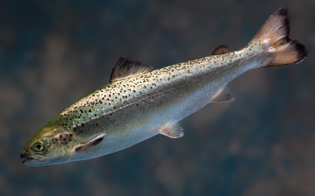 A genetically modified AquAdvantage salmon. The Food and Drug Administration announced Nov. 19 that the fish was approved for human consumption