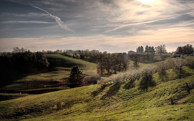 An apple orchard in Jackson, Ohio.