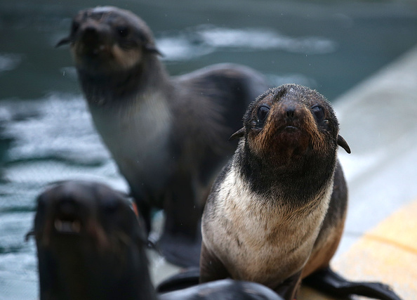 Sick and malnourished Northern Fur Seal pups sit in an enclosure at the Marine Mammal Center on November 24, 2015 in Sausalito, California. A record number of emaciated Northern Fur Seal pups have been found stranded on California beaches which scientists believe may be due to warmer waters affecting the distribution of fish.