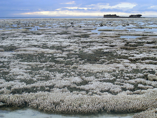 A major coral bleaching event took place in this part of the Great Barrier Reef in Australia.