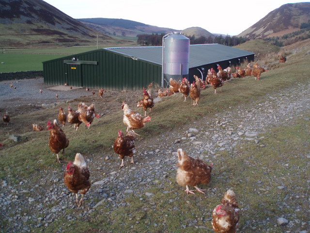 Commercial free-range hens