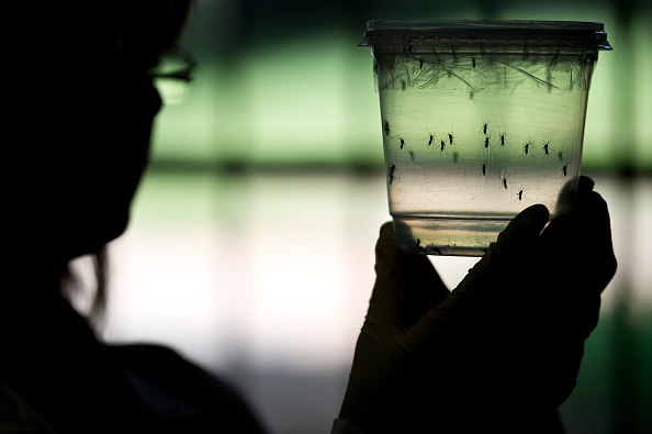 A researcher looks at Aedes aegypti mosquitoes kept in a container at a lab of the Institute of Biomedical Sciences of the Sao Paulo University, on January 8 in Sao Paulo, Brazil.