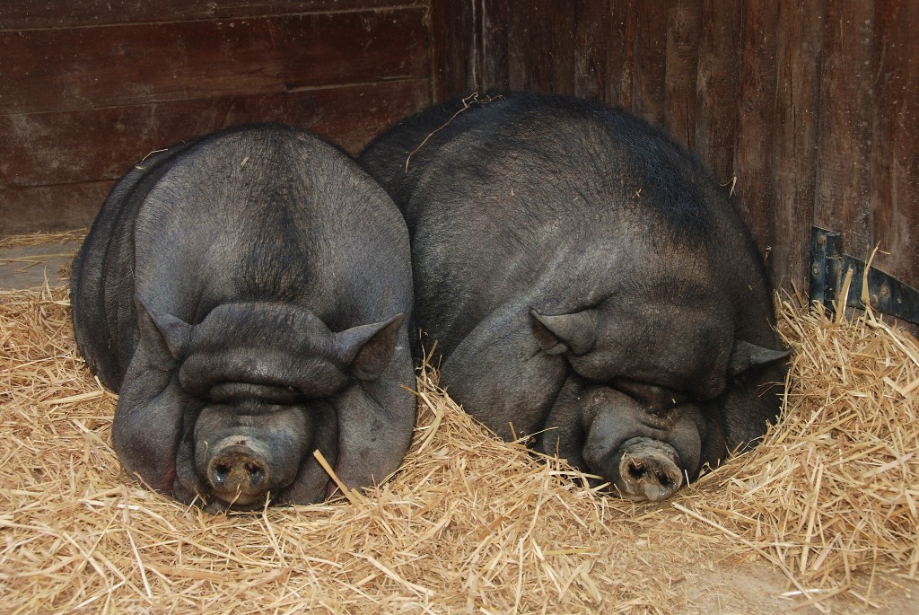 Can pot-bellied pigs recognize themselves in a mirror? One listener wanted to know.