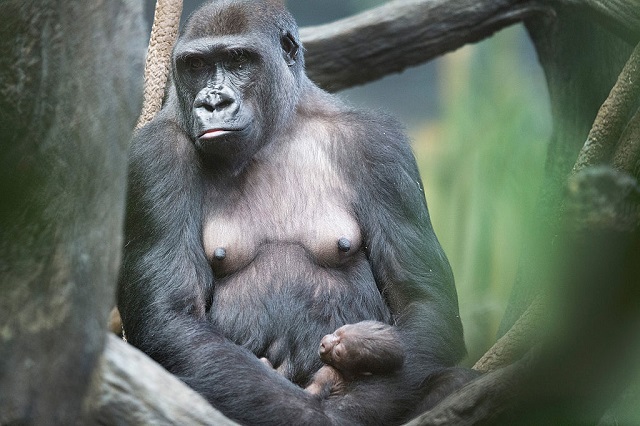 A baby gorilla and its mother on September 24, 2015 in Brookfield, Illinois.