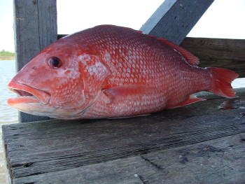1024px-Red_Snapper
