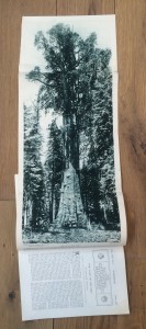 A fold-out picture of California's General Sherman Tree in 1915