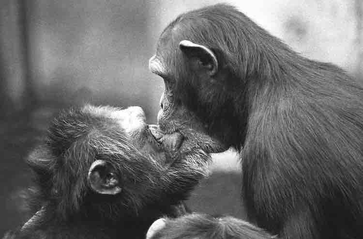 A female chimpanzee kisses an alpha male chimpanzee after a fight. Kissing as a way to reconcile is typical behavior for chimpanzees.