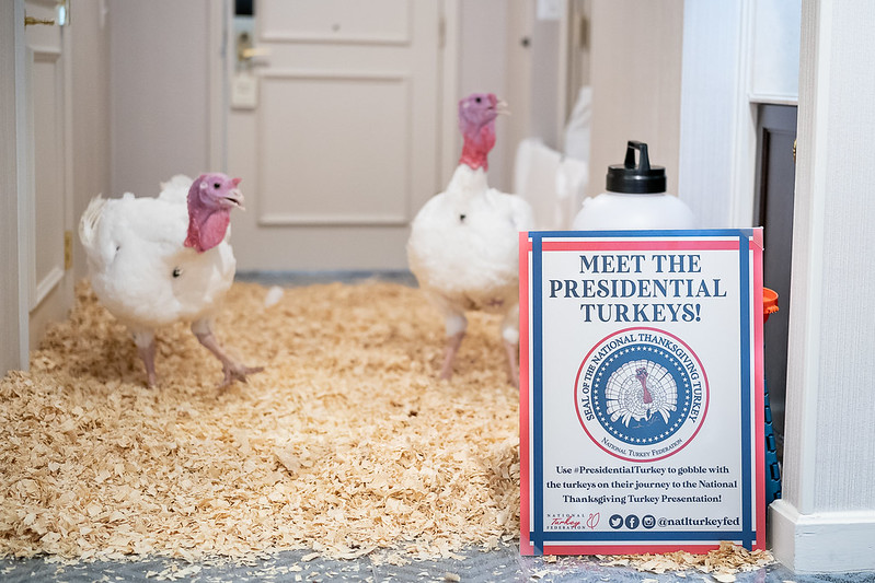 The Presidential Turkeys arrive at The Willard Hotel in Washington, D.C., Sunday, Nov. 24, 2019, ahead of Tuesday’s National Thanksgiving Turkey Pardoning Ceremony at the White House.
