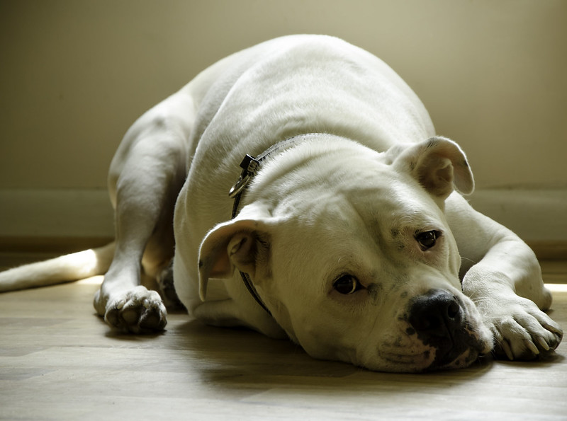 Scientists thought a dog's intelligence set them apart from other animals. But animal psychologist Clive Wynne says his research shows it's love of humans. 