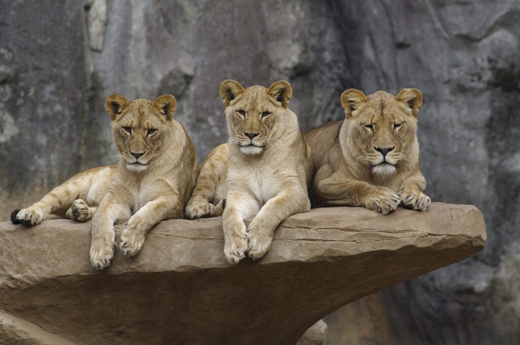 Cooke points to the mating habits of female lions as an example of behavior that goes against our sex-based expectations. 
