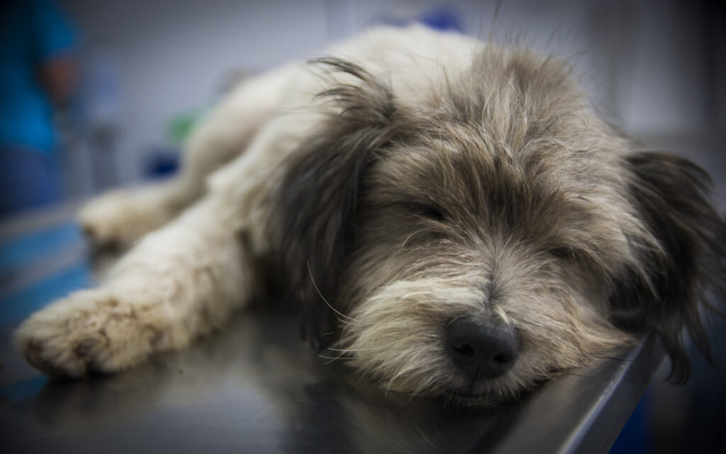 Americans are increasingly willing to spend big money on the health of their pets. Investors have started to notice, upending veterinary care in the U.S.