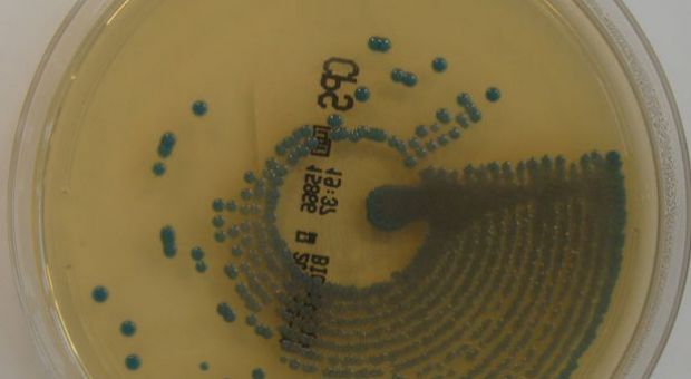 Klebsiella pneumoniae on ChromID CPS Agar
