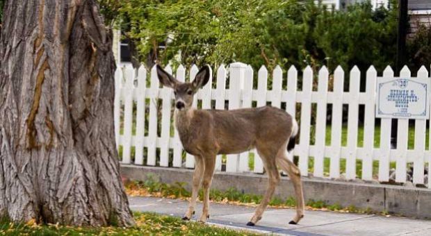 Deer in Carson City, Nev.
