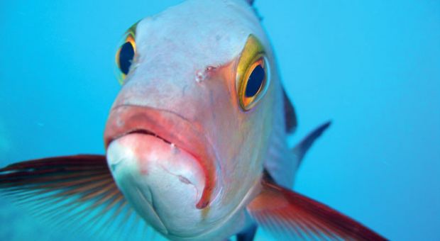 Many of the reef fish Gregory Stone and his team photographed may never have seen a diver before, let alone a camera. 
