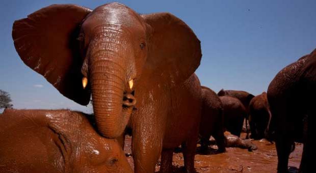 The new ivory rules ban the commercial import of African elephant ivory.

