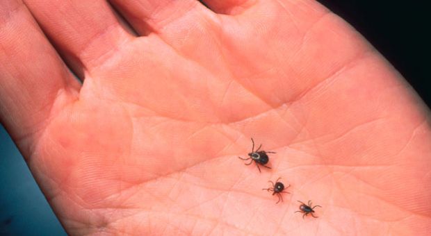 A close-up of an adult female deer tick, dog tick and a Lone Star tick are shown on the palm of hand. Ticks cause an acute inflammatory disease characterized by skin changes, joint inflammation and flu-like symptoms called Lyme Disease. 