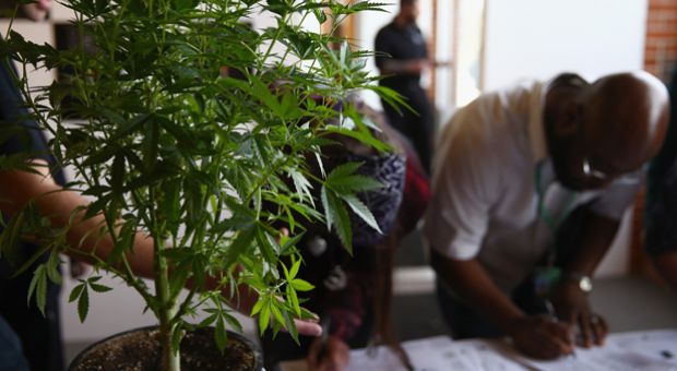 A cannabis plant greets job seekers as they sign in at CannaSearch, Colorado's first cannabis job fair, on March 13, 2014 in Denver, Colorado. O.PenVAPE, the largest national brand in cannabis, held the first of it's kind Cannabis Job Fair hoping to match applicants with businesses in the Colorado marijuana industry. 
