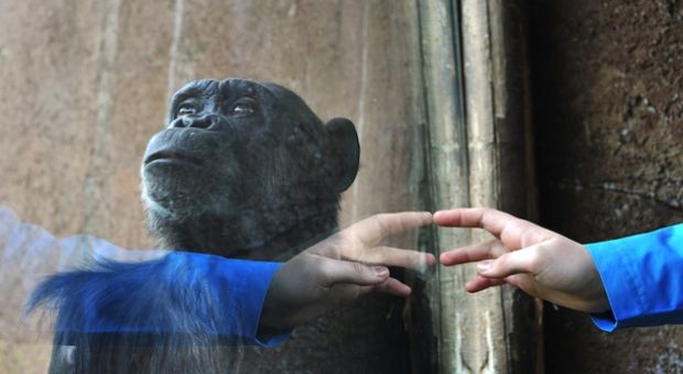 A chimpanzee stands behind the window of his cage as a person knocks at the window on March 28, 2014 at the Bioparco of Rome. 