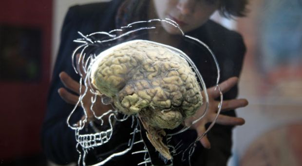 Nicole Briggs looks at a real human brain being displayed as part of new exhibition at the @Bristol attraction on March 8, 2011 in Bristol, England.  