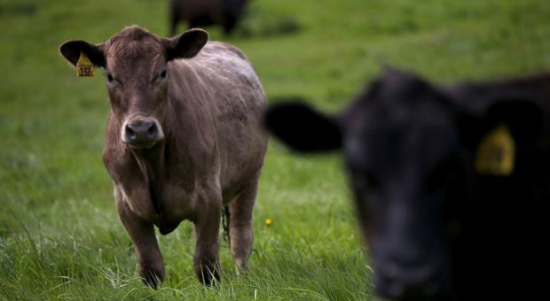 Cows graze on grass at the Stemple Creek Ranch on April 24, 2014 in Tomales, California.