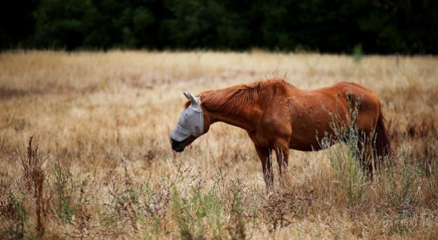 A horse stands in a field of dried grass on July 15, 2014 in Woodacre, California, as the severe drought continues to worsen.  