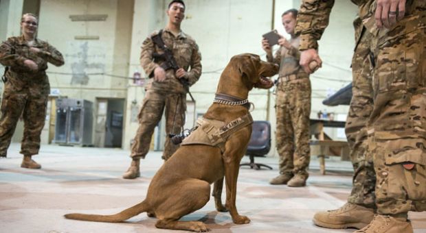Members of the US 159 Combat Aviation Brigade medevac crews play with Major Eden, a morale dog, while waiting for a mission at Bagram Airfield some 60kms north of Kabul. 
