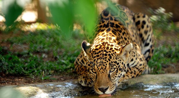 A captive jaguar drinks water in an enclosure at Petro Velho Farm, a refuge of the non-governmental organization NEX in Corumba de Goias, about 80 km from Brasilia, on January 11, 2013. 