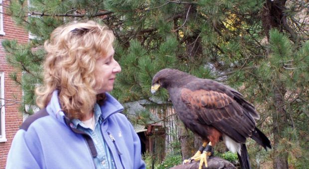 Sy Montgomery with Jazz, a Harris Hawk