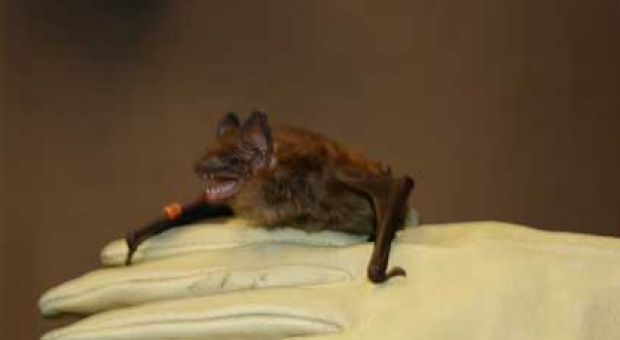Big Brown Bat (even though he looks quite little)
