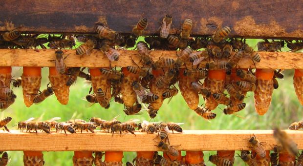Queen cells dangling from special queen frames in Tuscany, Italy