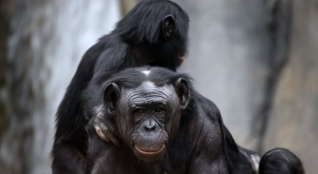 Bonobo mother and child