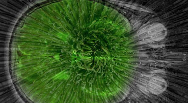 Collage created using two overlayed images, one of a cactus, the other of a real MRI of a brain, from the top of the skull