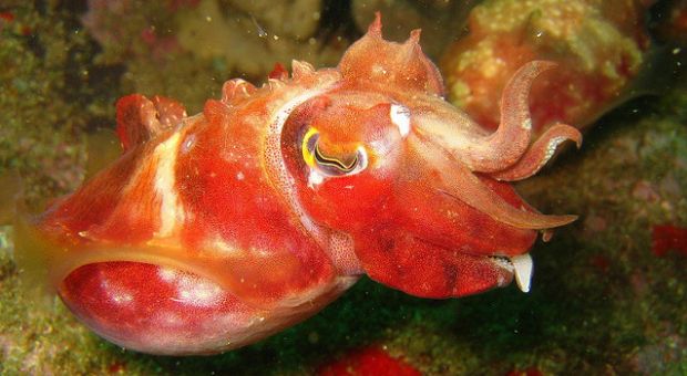A cuttlefish