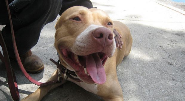 Jigga, a male pitbull and former dog fighter