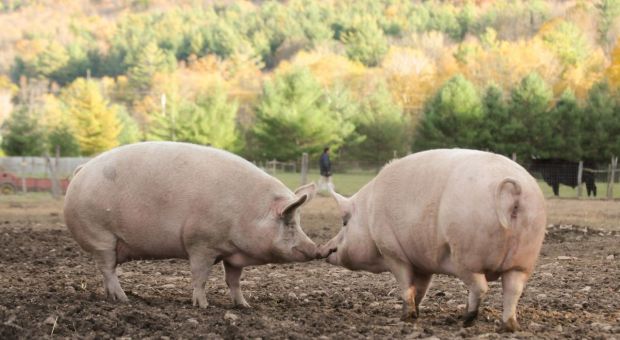 Pigs Judy and Pasty at Woodstock Farm Animal Sanctuary.