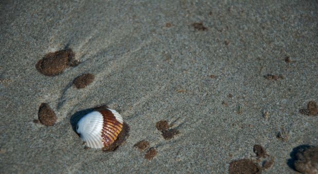 Beach at Grand Isle, Louisiana