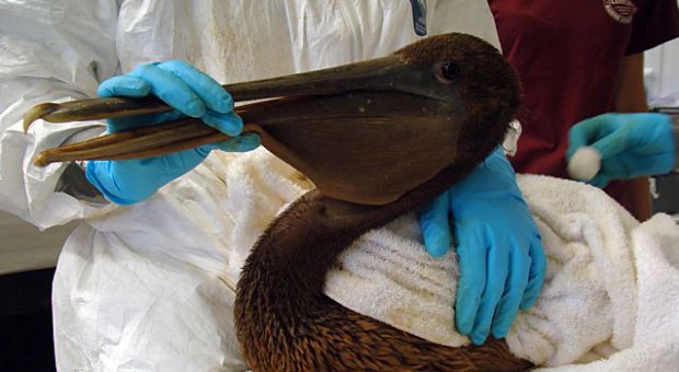 Oiled Brown Pelican upon intake May 20, 2010 at Fort Jackson, Louisiana Oiled Wildlife Center. 