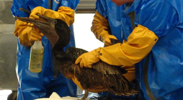Workers at the Fort Jackson, Louisiana International Bird Rescue Research Center attempt to clean a Pelican.