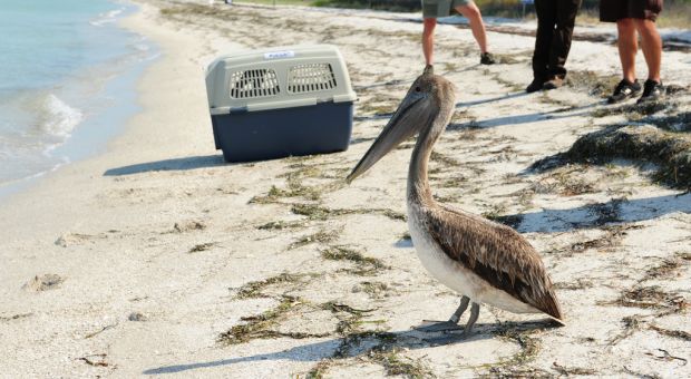 A Brown Pelican prepares to enter the water at the Egmont Key National Wildlife Refuge near St. Petersburg, Florida on May 23, 2010. The bird was rescued and cleaned by U.S. Fish and Wildlife Service after being found oiled near Louisiana's coast.