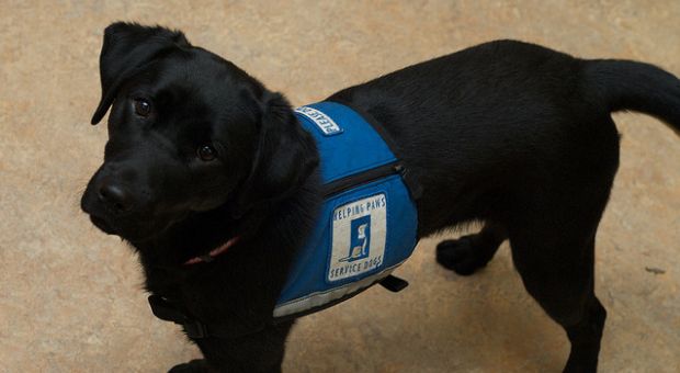 "Helping Paws" service dog Libby
