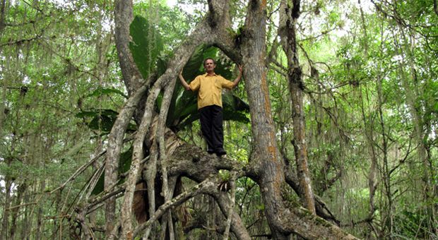 Warne in a Mangrove forest